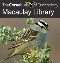 Macaulay Library
